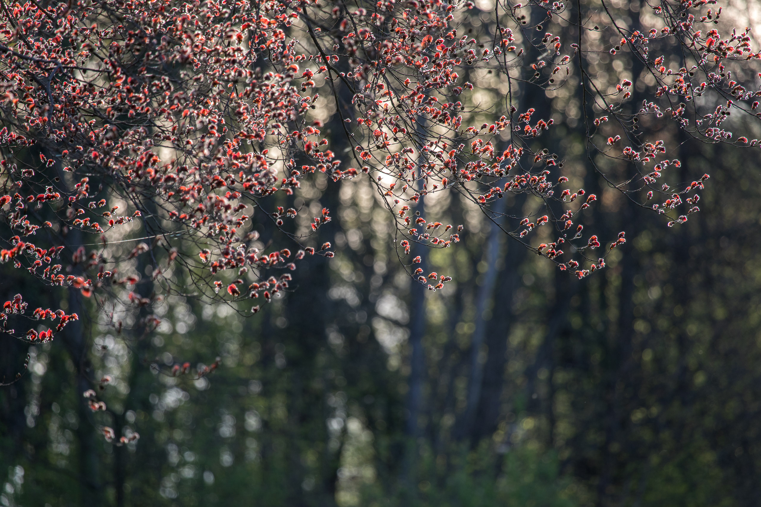 20180414185950 RD4 0678